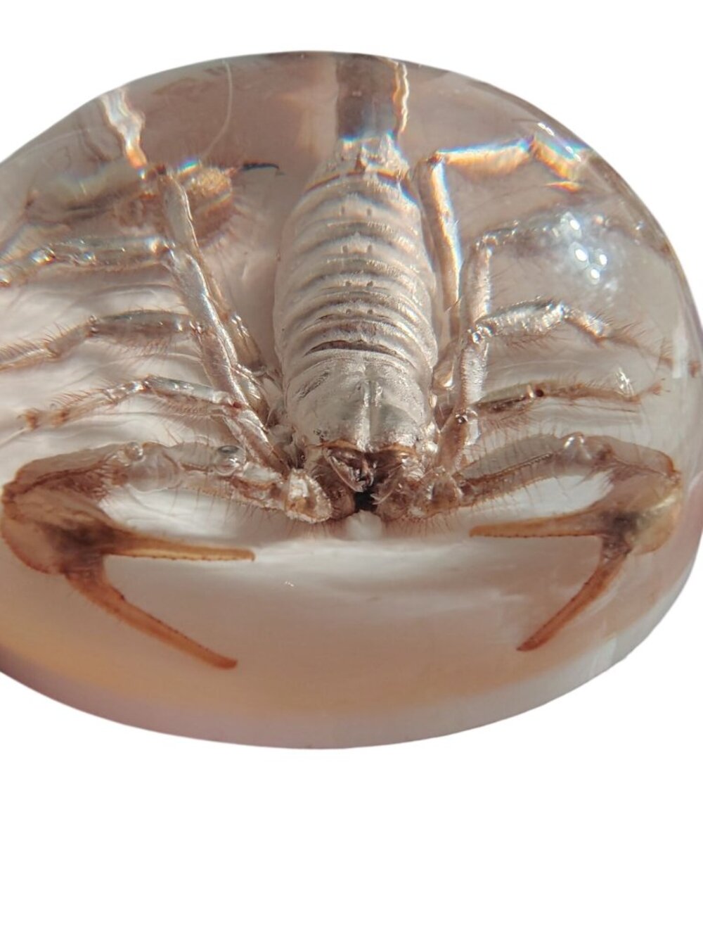 Vintage Large Scorpion Paperweight Acrylic Dome, 3.5" Diameter Taxidermy